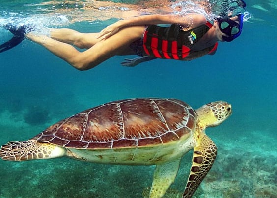 Tour Snorkel Tortugas desde Cancun