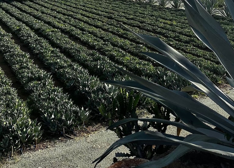 a field with a large cactus plant in the foreground