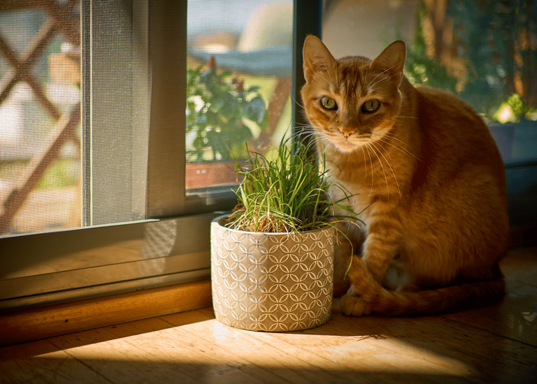 Michina & her plant Barcelona cat orange