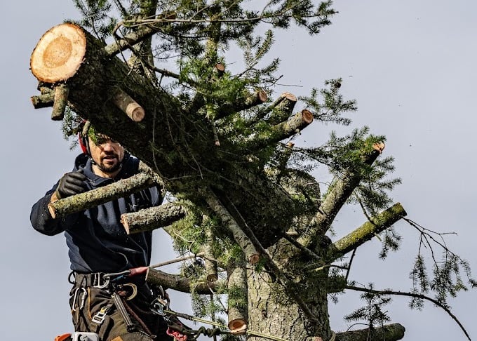 abattage d'un arbre par démontage par un arboriste 