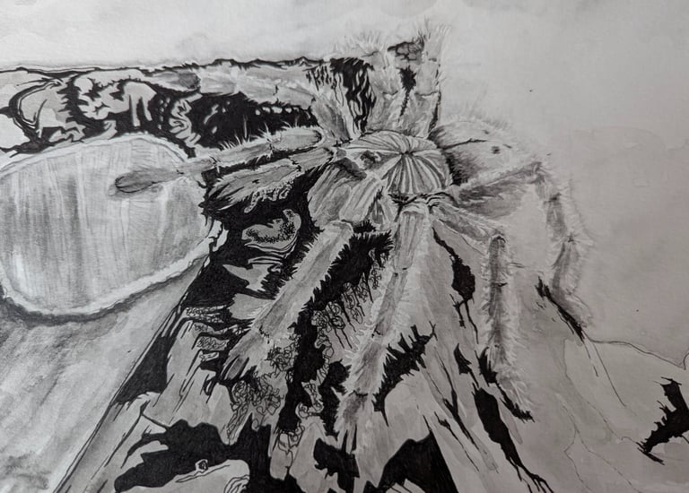 A healthy fearless OBT tarantula in it's enclosure drawn in water graphites and micron ink pen by kathy laFollett.