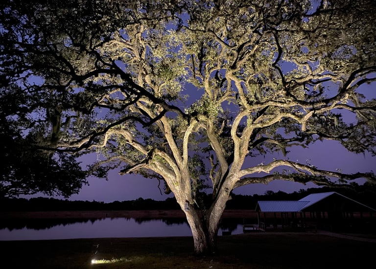 well lights installed at base of large tree to up light the branches