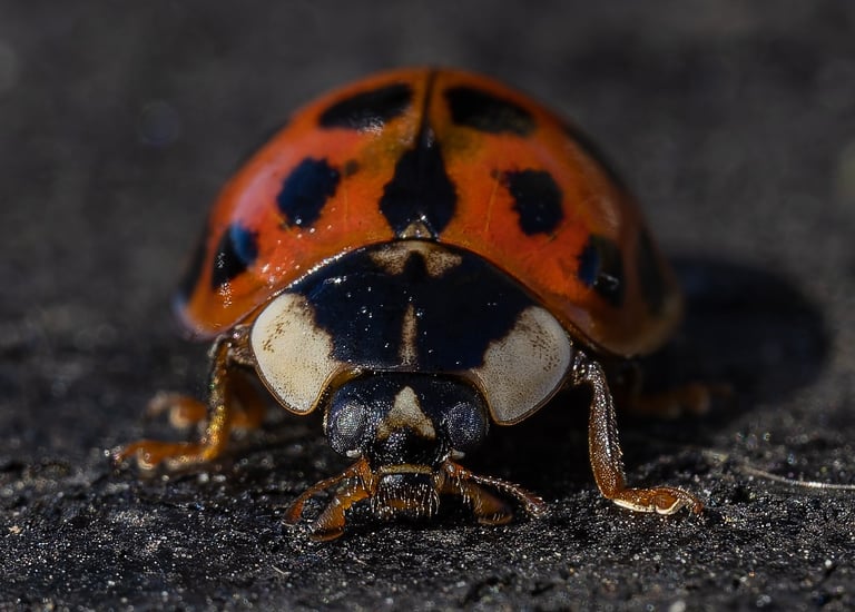 Harlequin Ladybird