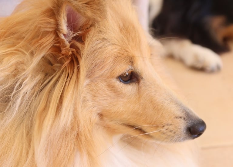 Planes de camada de pastor de las islas de shetland, Shetland Sheepdog