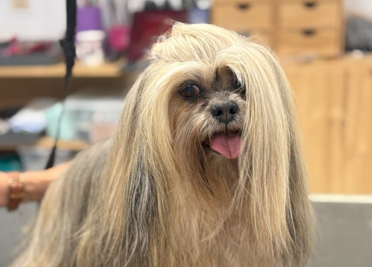 Lhassa Apso en toilettage standard concours