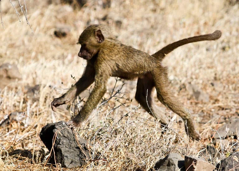 Baby Baboon Leaping on rocks, Samburu, Kenya