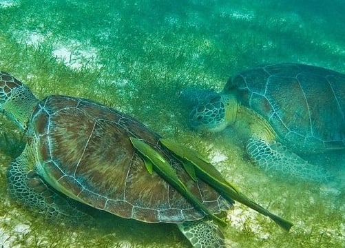 Tour Tortugas Cenote desde Cancun