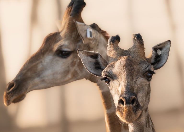 Giraffe close up showing small satellite tracking ear tags