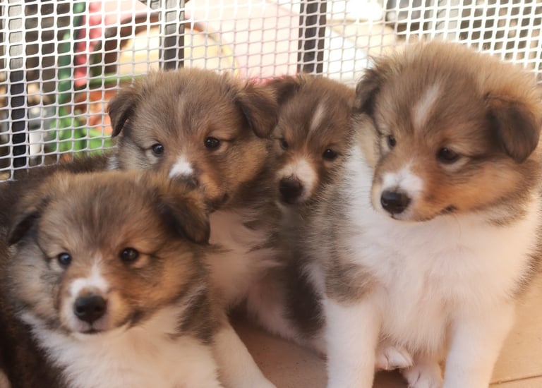 Cachorros de Pastor de las islas de shetland, shetland sheepdog