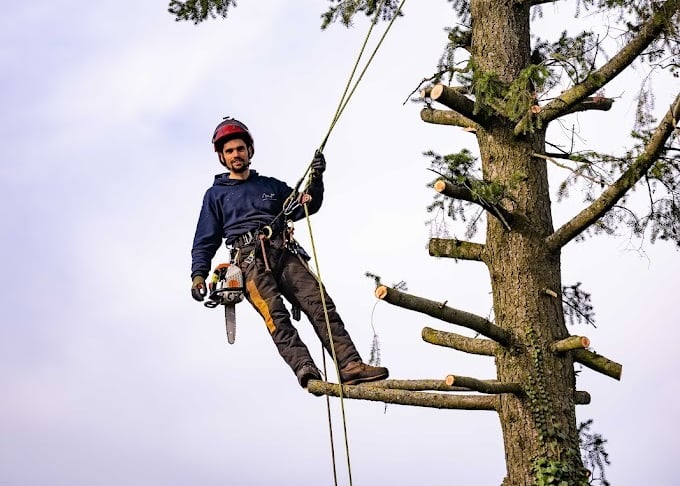élagueur grimpeur encordé dans un arbre