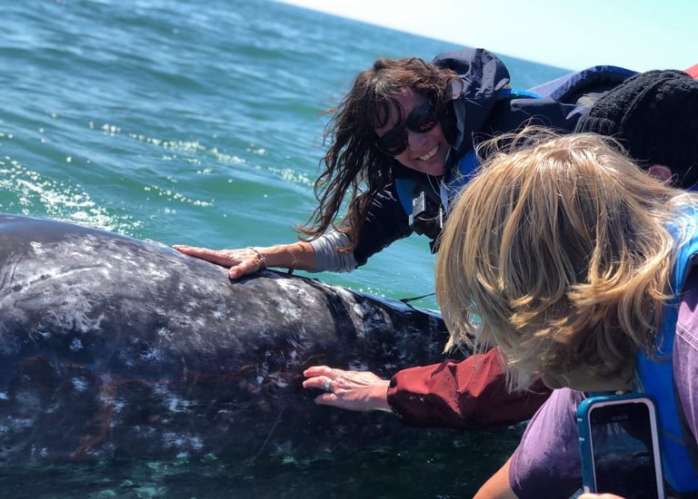 a person petting a whale in Baja, Mexico