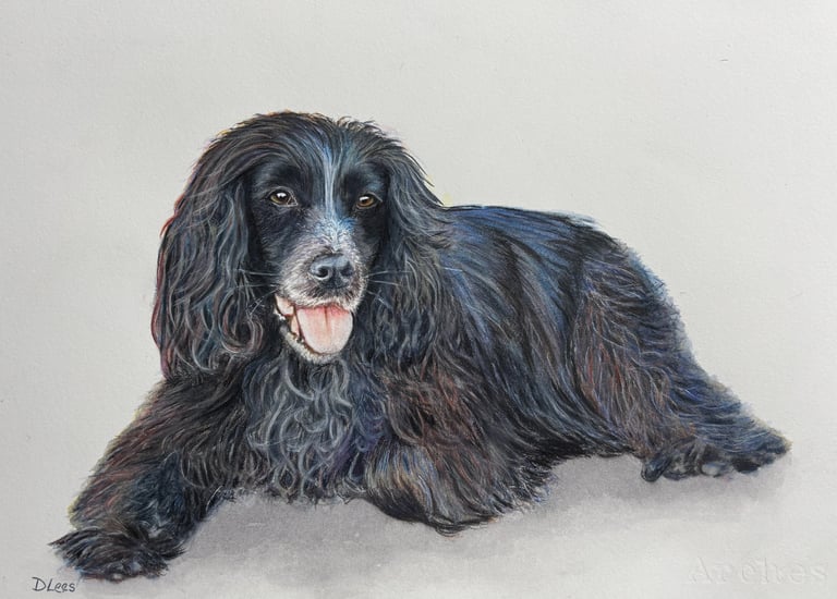 Water colour of a black spaniel dog lying down