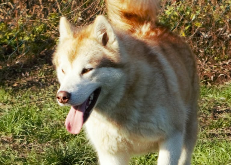 alaskan malamute fattrice rosso bianca