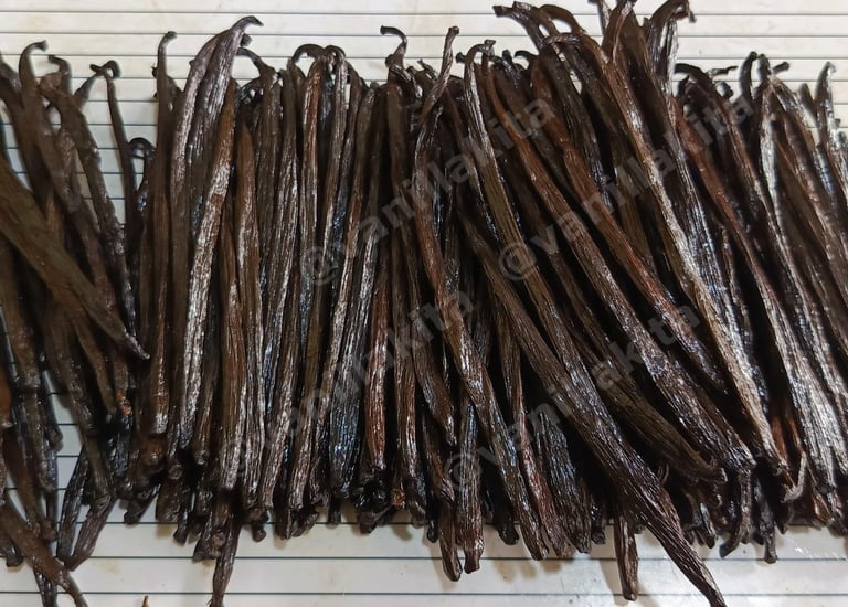 Vanilla beans on measurement