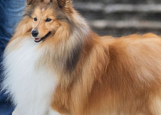 Planes de camada de pastor de las islas de shetland, Shetland Sheepdog