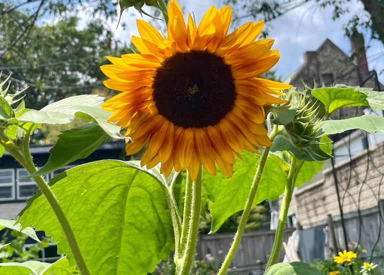 Sunflower standing tall