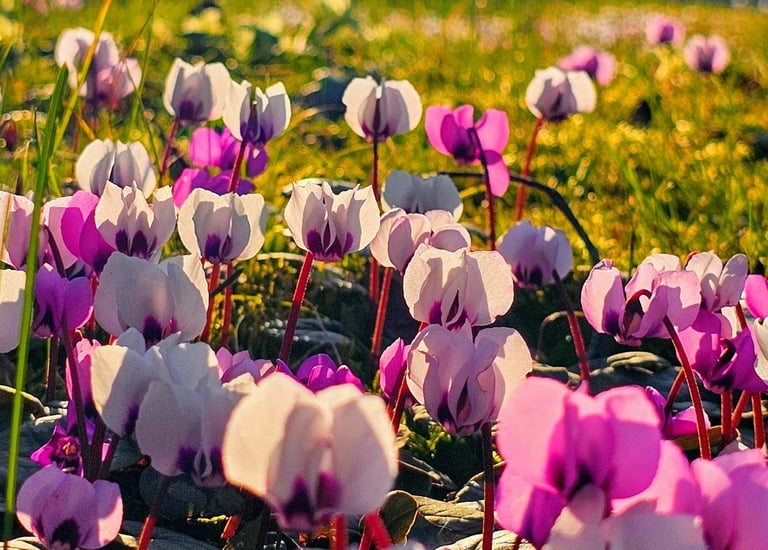 a field of flowers that are blooming in the grass