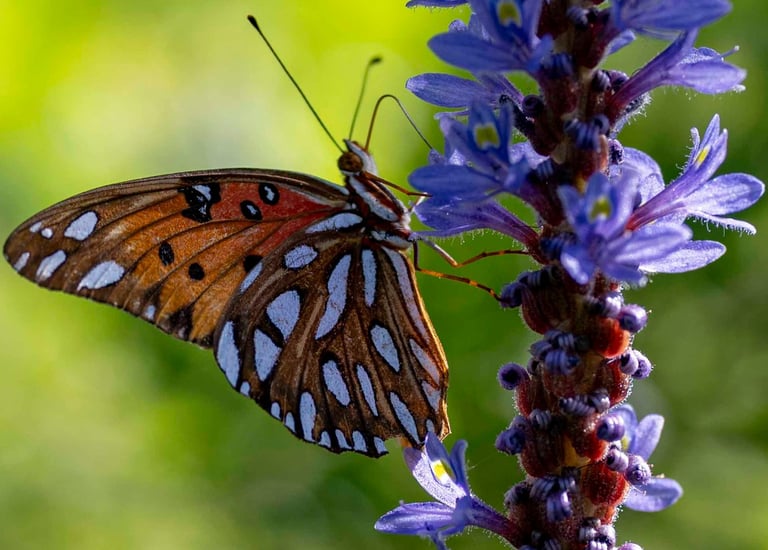 a butterfly butterfly on a flower with a blurry background