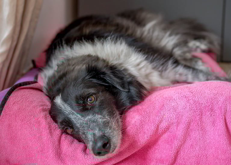 cane bianco e nero su cuccia rosa