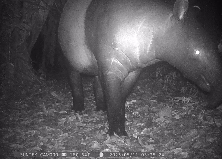 Malayan tapir captured on camera trap during NATURETECH wildlife monitoring survey.