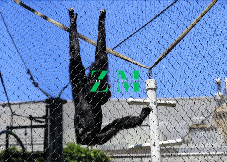 Black gibbon monkey hanging upside down from a mesh wire enclosure at a zoo.