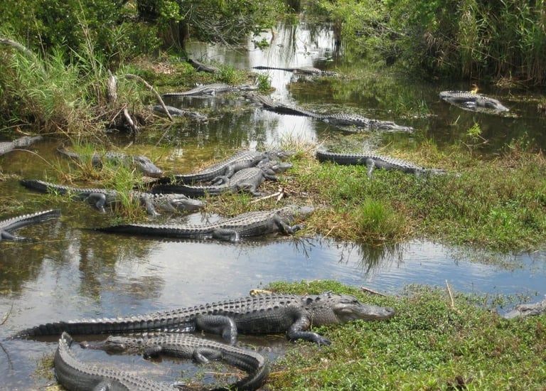 everglades