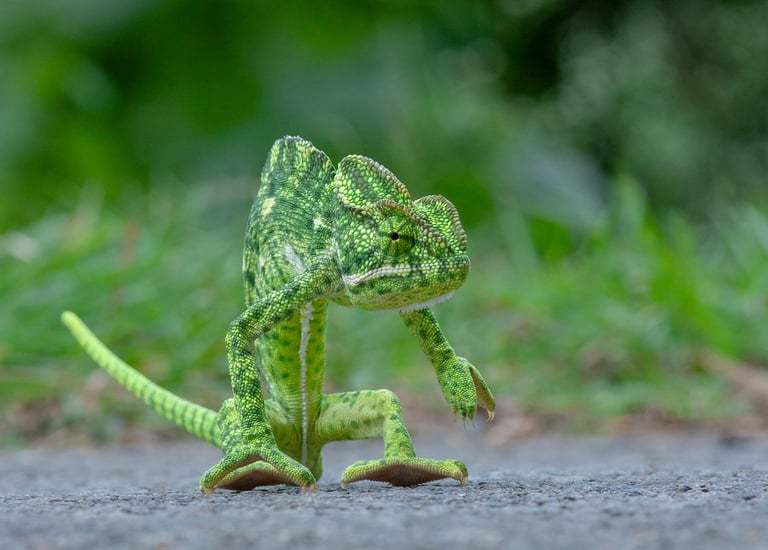 A rare sighting of Chameleon on main road