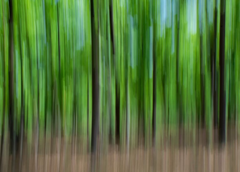 Evergreen Sal forest of Central India Forest