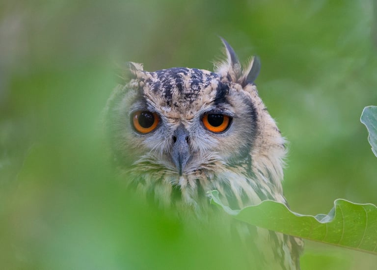 Bird watching in Satpura National Park - Indian rock eagle owl
