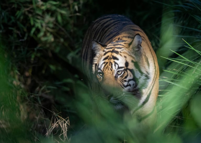 Tiger on Prowl