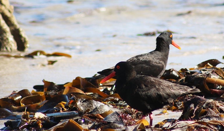 black oyster catcher birds on beach