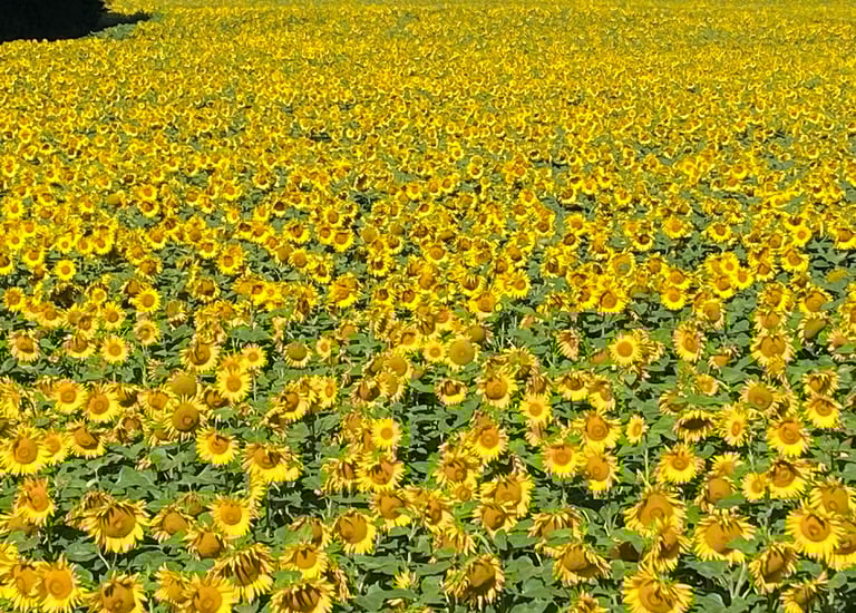 Environnement et préservation