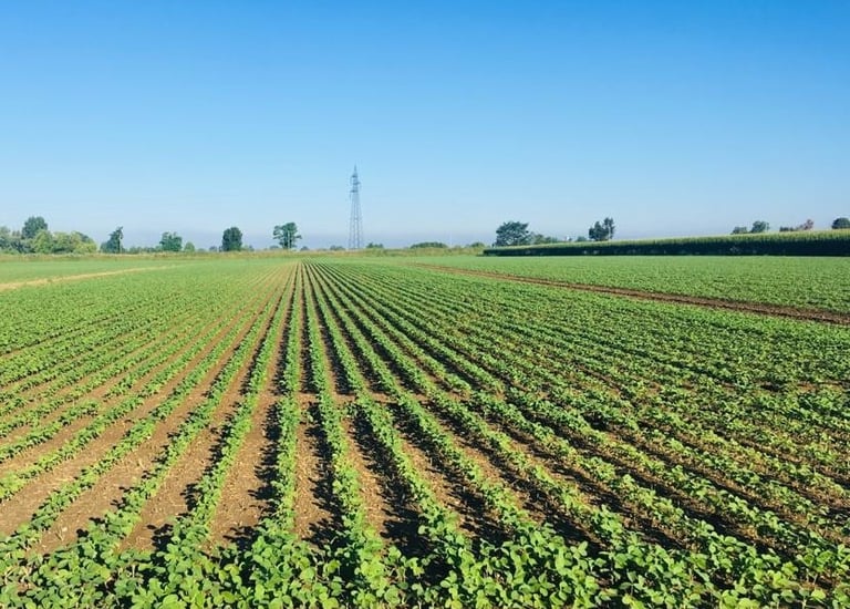 seminativo gorgo al monticano - 08 ettari - treviso pordenone venezia -compravendita