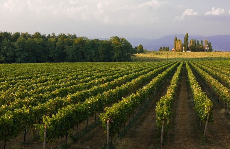 Vigneto in vendita colline Oderzo Veneto - Prosecco DOC, Glera – opportunità investimento agricolo