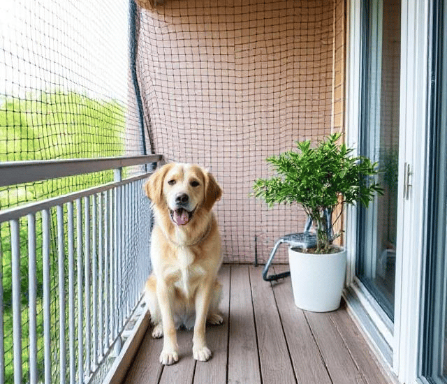 dog safety nets for balcony in bangalore by pigeon nets bangalore