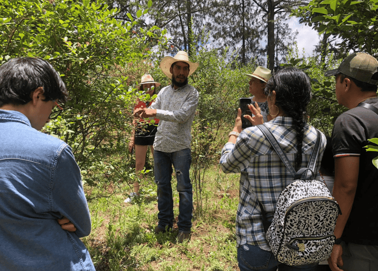 A guide leads a nature tour through a lush forest, teaching a group of tourists about local plants.
