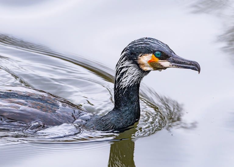 Cormorant, St James's Park, London