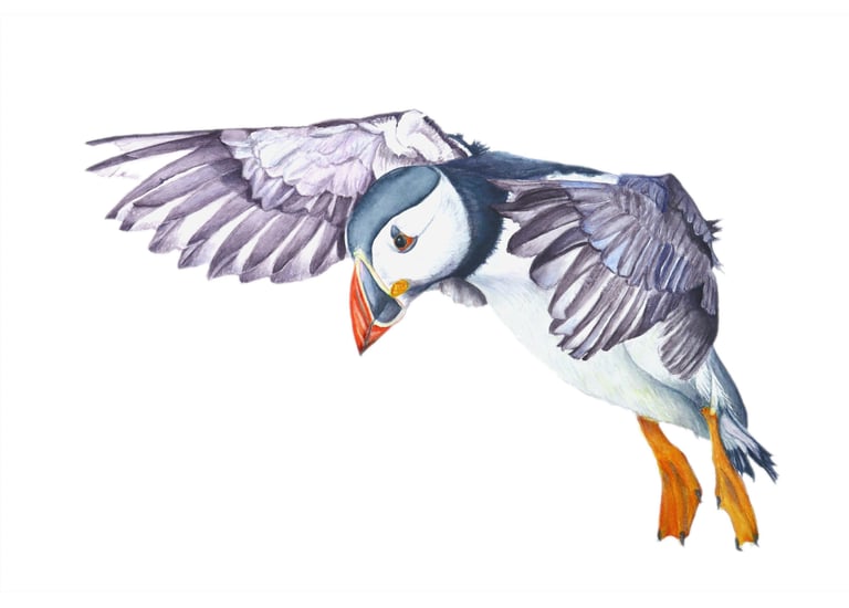 Returning Home, Puffin in mid Flight