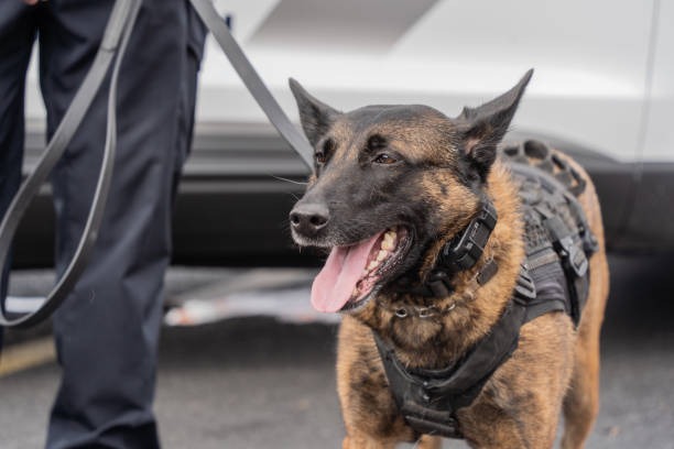 A K9 security dog patrolling with its handler in a city.