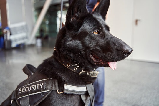 A trained K9 security dog standing alert in a harness.