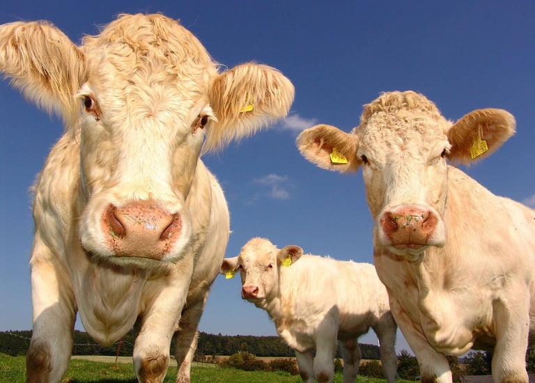 attivismo per i diritti degli animali 