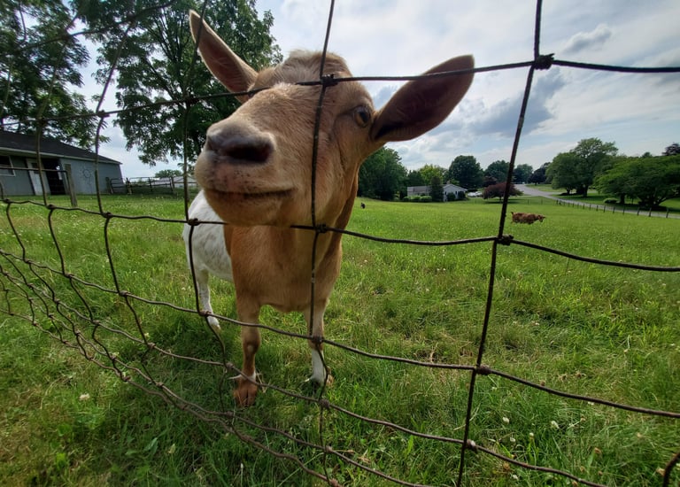 Fainting Goat Farm in Lebanon, Pennsylvania