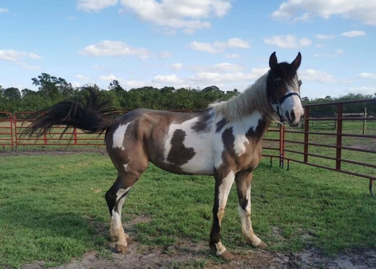 a paint horse in a field