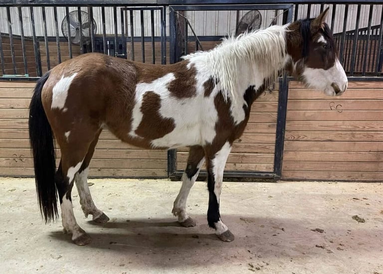 a paint horse standing in a stable