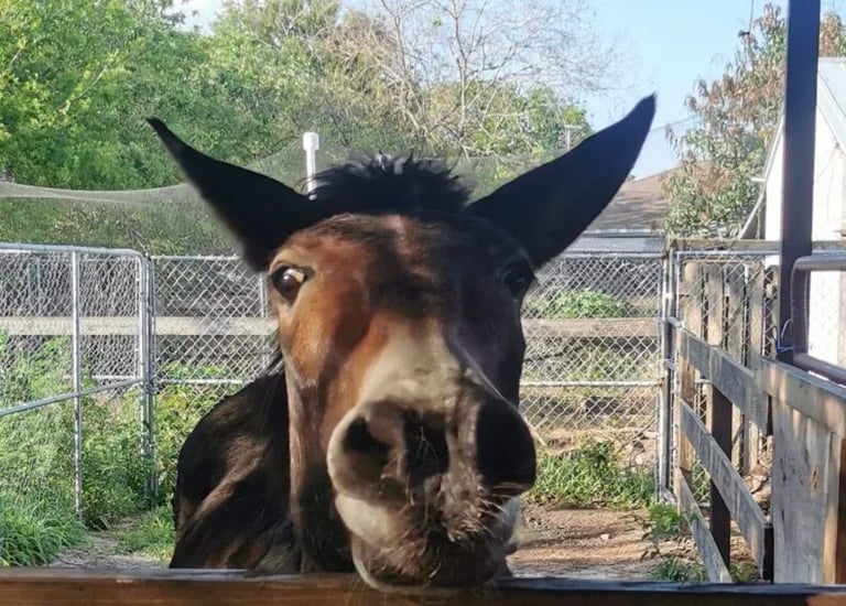 a mule is looking at the camera