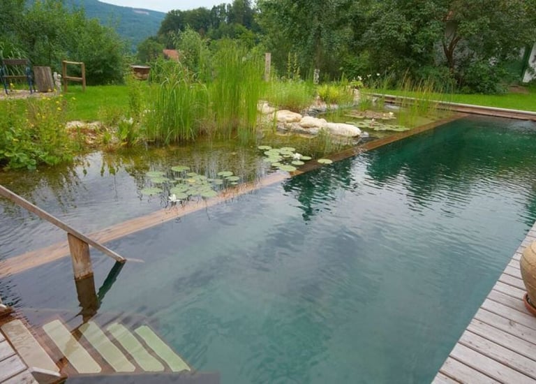 Piscine naturelle avec terrasse en bois et plantes aquatiques