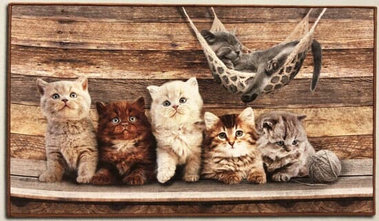 a group of kittenpies sitting on a bench