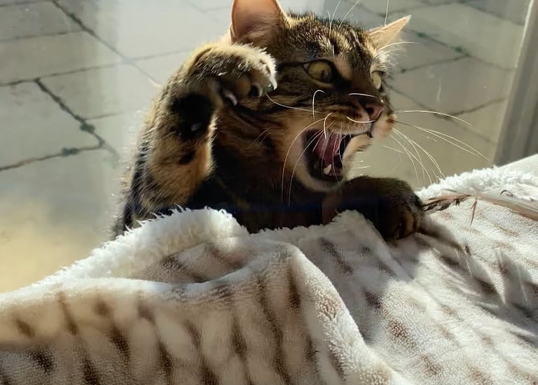 Verspielte Katze beim Katzensitting – liebevolle Pflege + individuelle Betreuung  entspannt