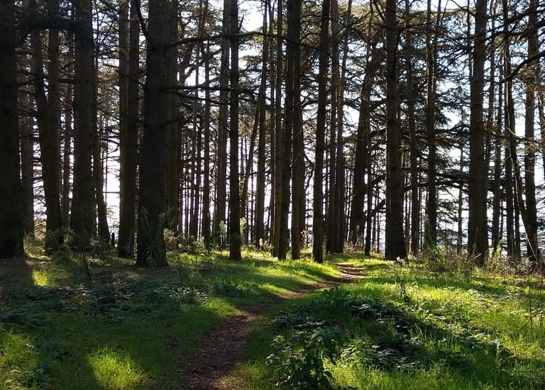 Bosque en Brignais, Rhône-Alpes
