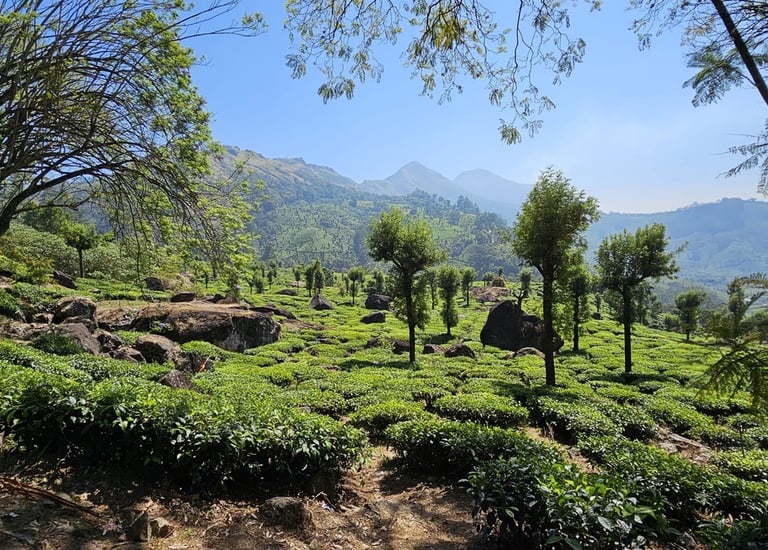 plantaciones de Té
